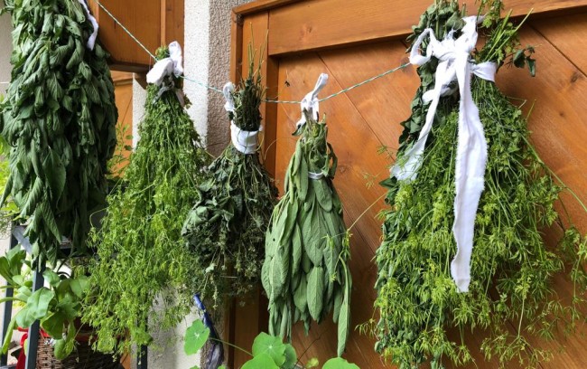 Wir trocknen einen Teil unserer Kräuter für die Verwendung im Winter